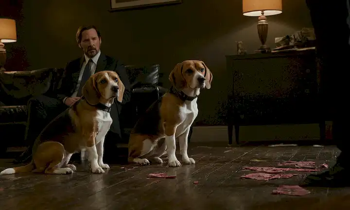 Un beagle llamado Daisy