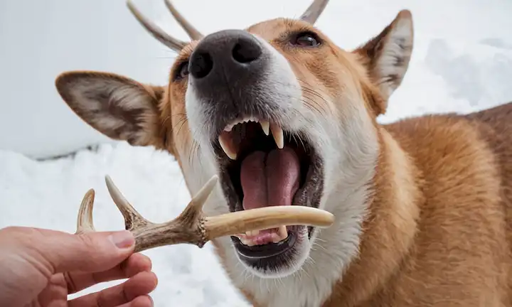 Un primer plano de una boca de perros con antler de ciervo en ella, rodeado de espacio blanco, estilo de ilustración, colores naturales, instrumentos dentales dispersos cerca, dentista o veterinario con un espejo, fondo calmante