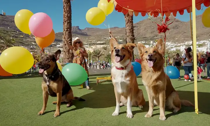 perros que se divierten con propietarios, trajes de colores, globos, sombreros, ambiente de fiesta, expresiones alegres, interacciones lúdicas, equipos de agilidad de perros, carrera de obstáculos, golosinas, sonrisas, amigos que tienen un ambiente de explosión, festivo, Las Palmas de Gran Canaria cityscape, sol