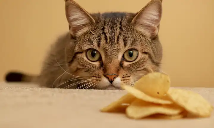 Una foto de cerca de un gato cara con un chip de patata en la frente