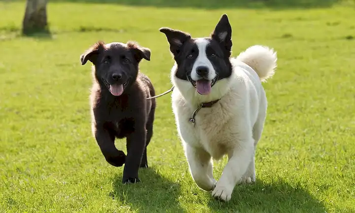 Un ambiente sereno al aire libre, día soleado, hierba verde, un perro pastor, cachorro feliz, caminando juntos, mano en la mano, en armonía, sin obstáculos, ambiente tranquilo