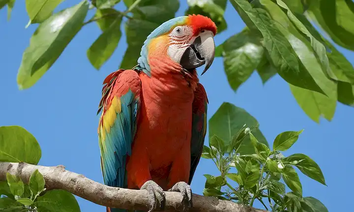 Loro colorido con plumaje vibrante, encaramado en una rama, rodeado de hojas verdes exuberantes, cielo azul brillante en el fondo, posiblemente unos pocos plántulas o flores dispersas alrededor