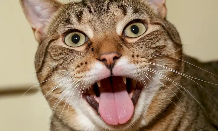 Un disparo de cerca de una cara de gatos con fosas nasales flar