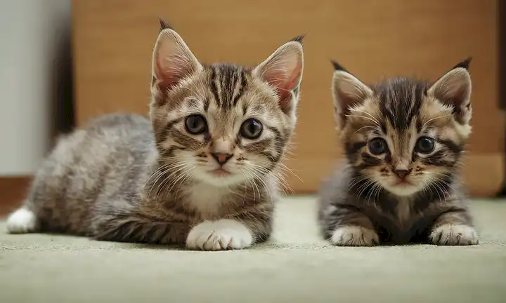 2 gatitos con su madre, gatitos masculinos testículos visibles, gatitos femeninos vulva visible, gato adulto en segundo plano