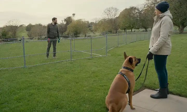 Un perro tranquilo en un ambiente neutro, como un parque o patio trasero, con su propietario de pie a distancia, con guantes protectores y un arnés, mientras que otra persona observa desde lejos, con una cerca o barrera en el fondo para garantizar la seguridad