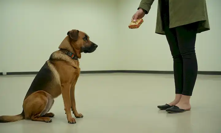 Un perro tranquilo en un ambiente controlado, con un manejador profesional que sostiene un golondrina o juguete, rodeado de espacios abiertos y distracciones mínimas, mostrando guía suave, confianza y armonía