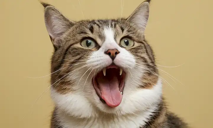 Una cara de gatos con una boca abierta, una lengua colgando, y mejillas hinchadas, en un fondo neutro, posiblemente con una sutil insinuación de la maldad, transmitiendo una sensación de soplo repentino, inexplicable