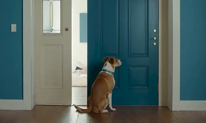 Un perro tranquilo de pie cerca de una puerta cerrada, con su collar firmemente abrochado, rodeado de colores calmados y calmantes como azules y blancos, con iluminación suave, mostrando el vínculo entre perro y propietario, enfatizando la confianza y la obediencia