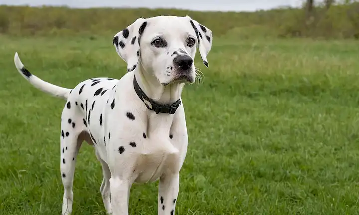 Un retrato de un perro de raza Dalmacia con capa blanca y manchas negras, de pie en terrenos pastosos, mirando directamente al espectador con expresión amistosa, oreja ligeramente levantada y cola ondeante