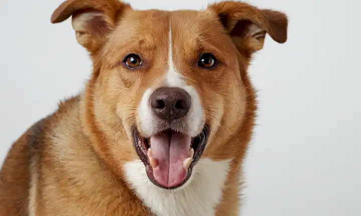 Una cara de perros con problemas de dientes