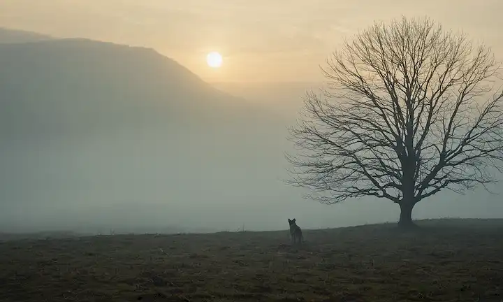 un paisaje sombrío y malhumorado con un esbozo débil de un perro a la distancia, un árbol solitario con ramas como dedos esqueletos, un ligero eco de una melodía olvidada, un toque de nostalgia y anhelo, un susurro de pesar