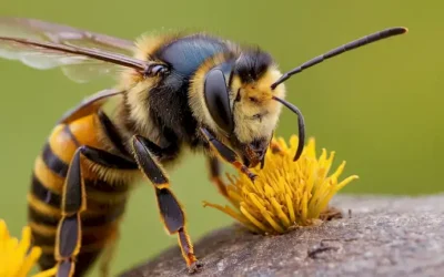 Una toma de cerca de una abeja molesta o avispa en el borde de morder una oreja de perros