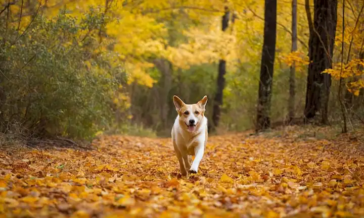 Un perro
