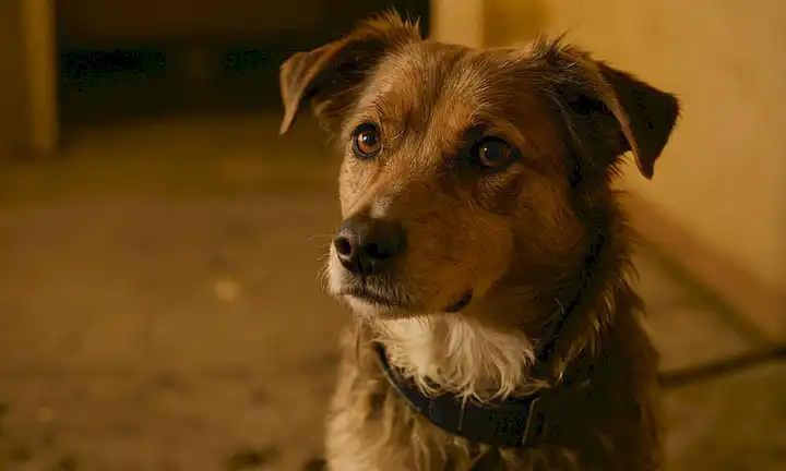 Un disparo de cerca de un abrigo de perro sucio y mate, con pulgas y garrapatas visibles en su piel, una mirada inquebrantable en la cámara, en un cuarto iluminado, rodeado de pieles dispersas y escombros, con una sombra débil de un collar o etiqueta visible alrededor de su cuello
