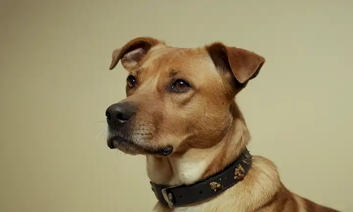 Un disparo de cerca de un perro que llevaba un collar con pequeños insectos o parásitos arrastrando por su superficie, con una textura de fondo sutil que se asemeja a la piel, iluminación suave con ligera sombra, y una paleta de color neutro con tonos terrenales