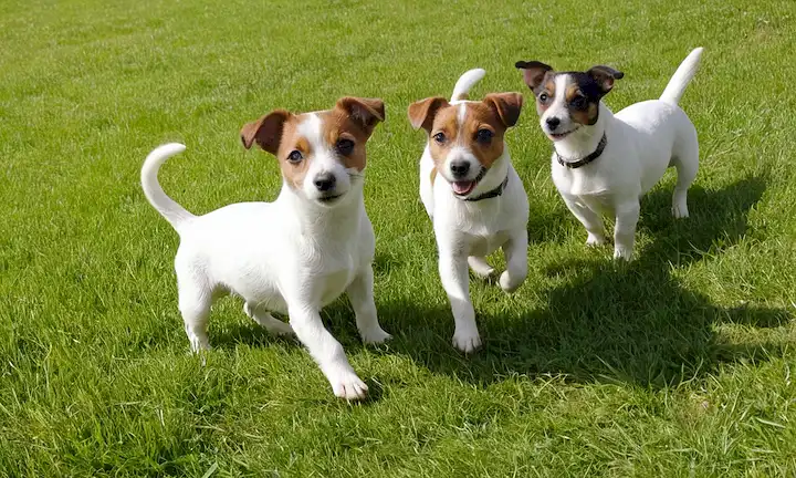 3-4 pequeños Jack Russell Terriers, diferentes edades y tamaños, jugando en un exuberante prado verde, con luz solar brillante arrojando sombras largas, y unas nubes suaves en el fondo